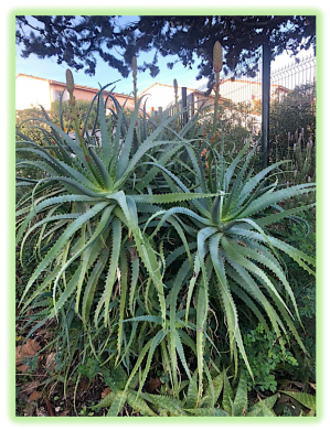 Aloe arborescent 2
