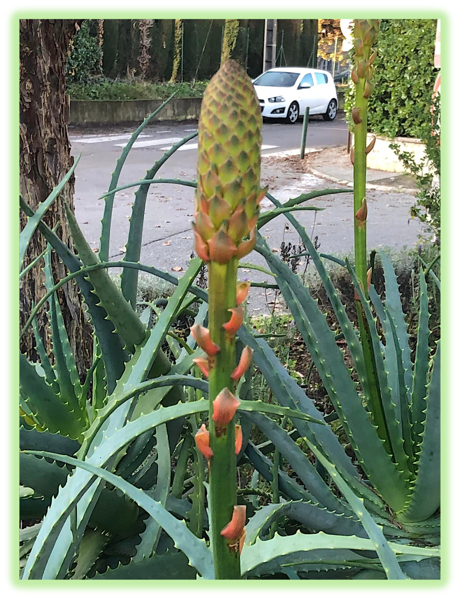 Aloe arborescent 3