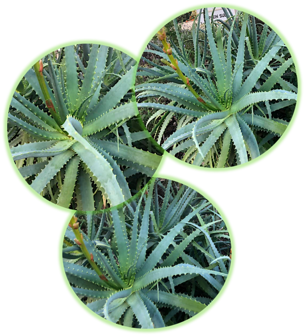 Aloe arborescent