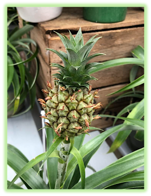 Ananas 2