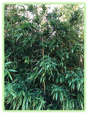 Bambou dore 2