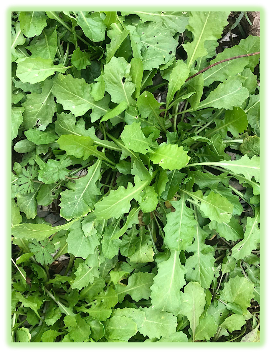 Crepide a feuilles de capselle 4