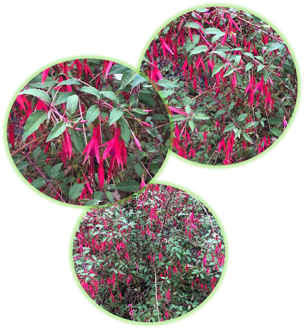 Fuschia de magellan