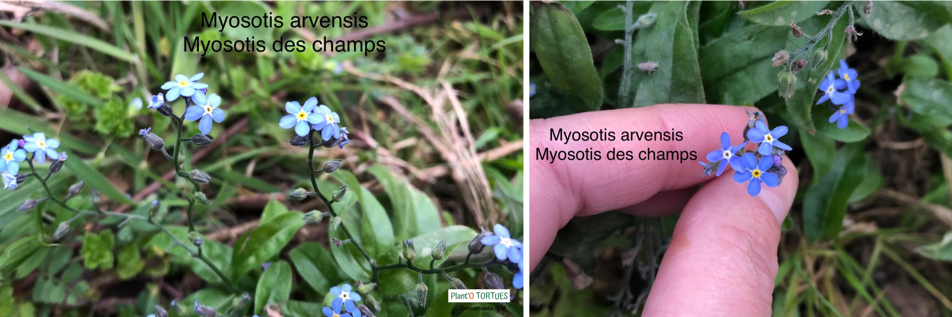 Myosotis des champs 3