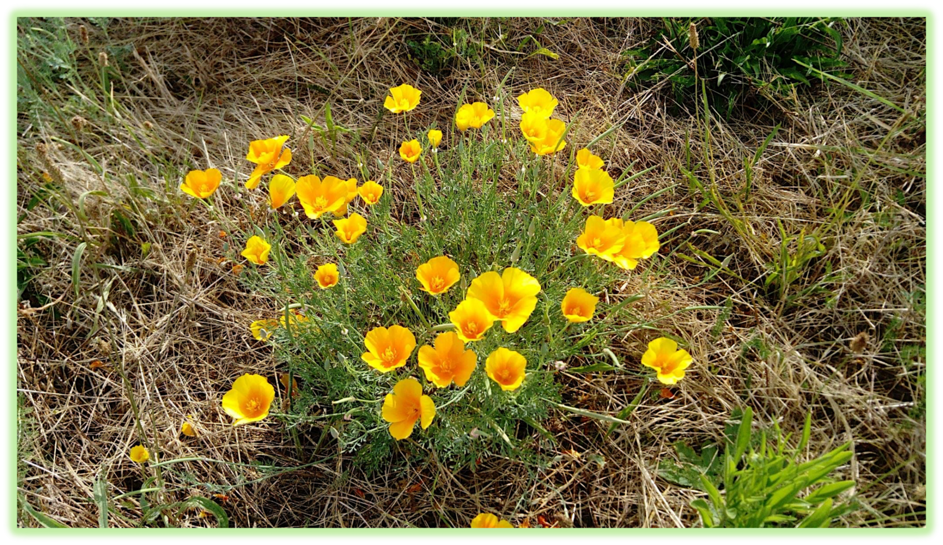 Pavot de californie 3