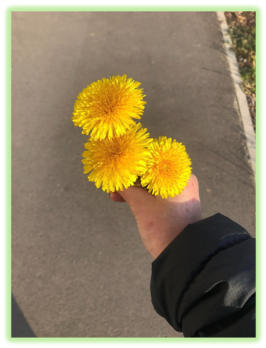 Pissenlit 5
