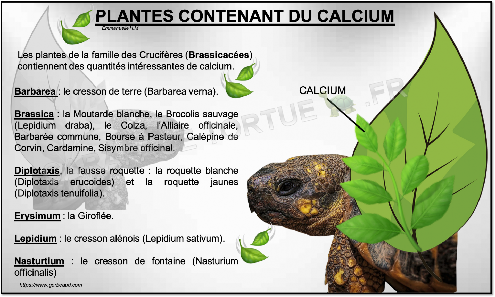 Plantes calcium