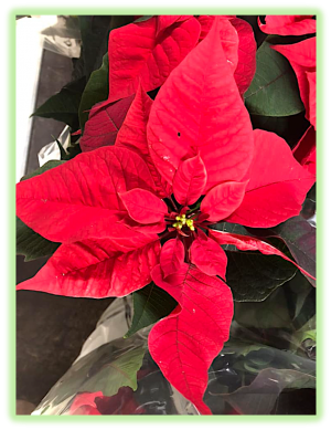 Poinsettia 2