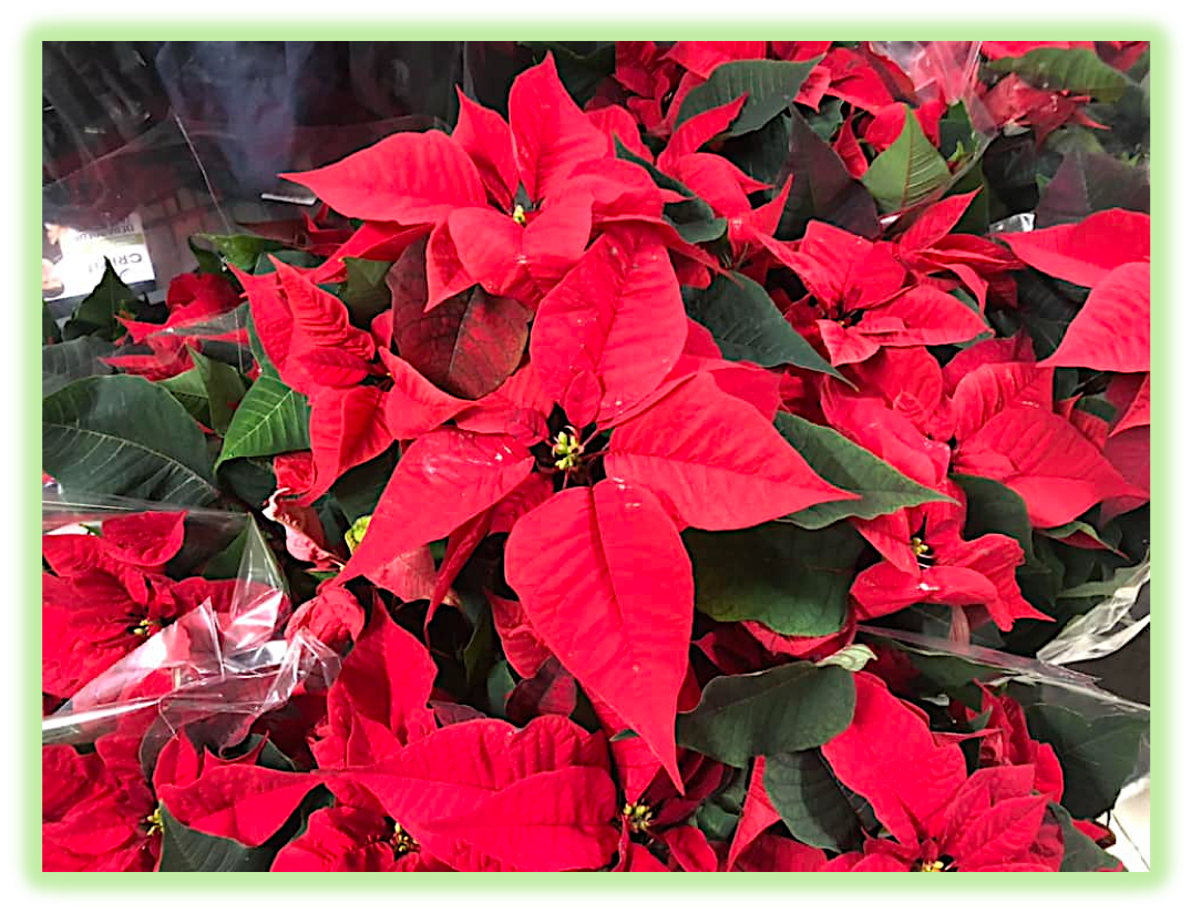 Poinsettia 3