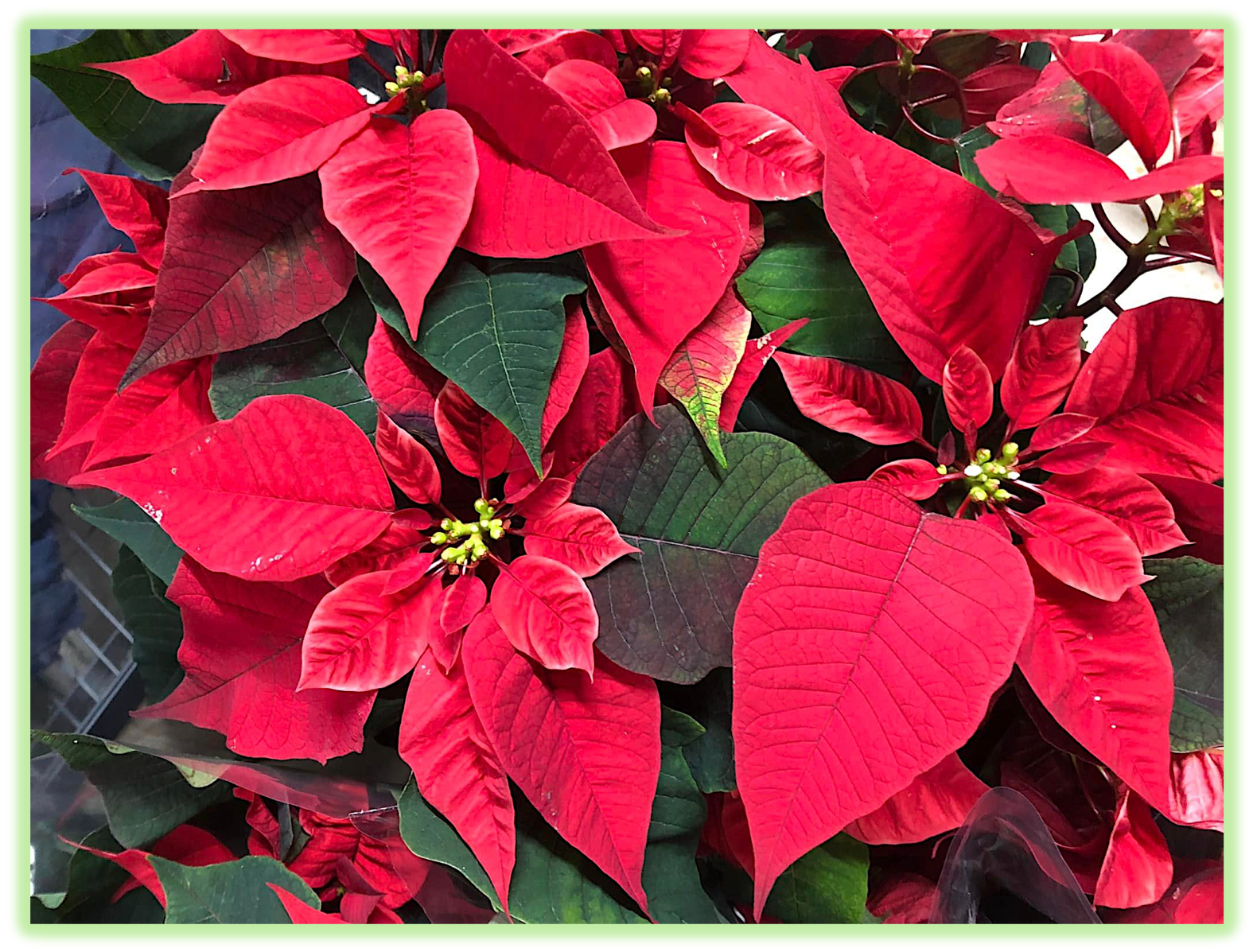 Poinsettia 4