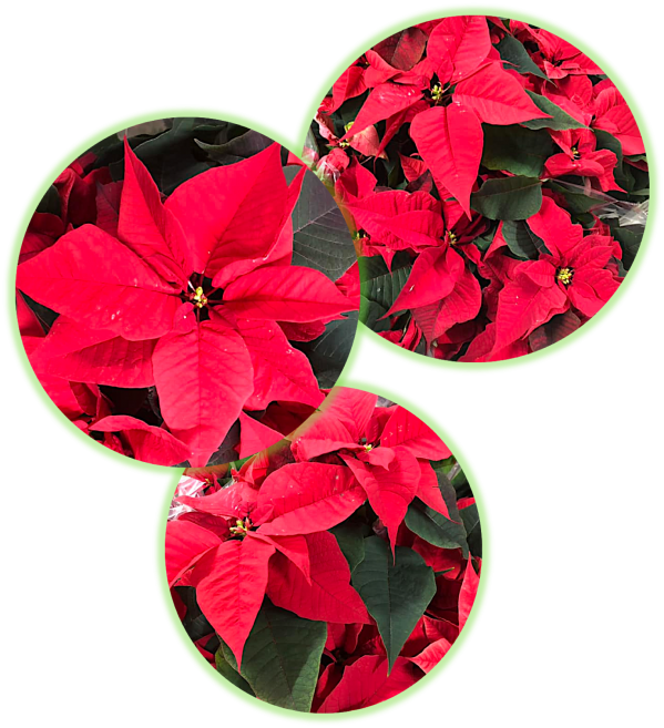 Poinsettia