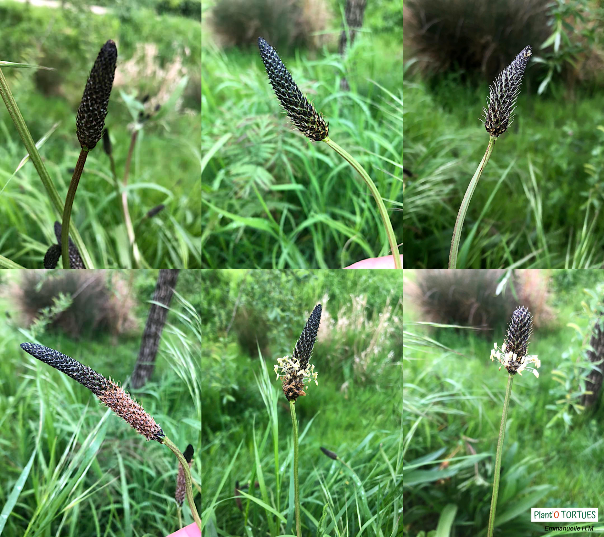 Progression plantain