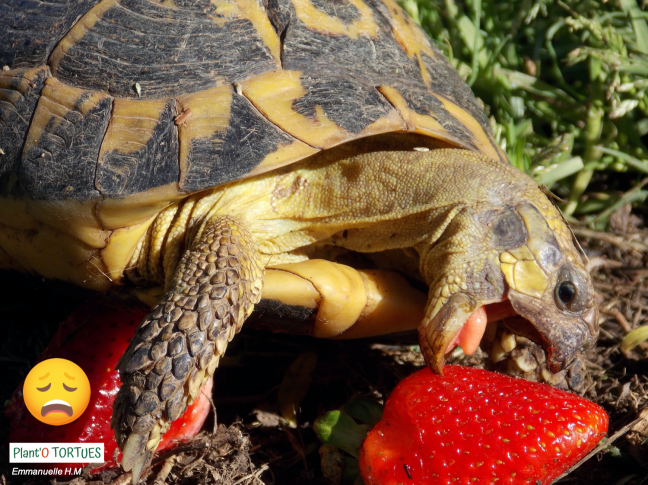 Tortue avec fraise