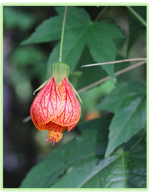 Abutilon 2