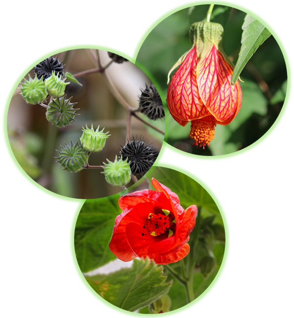 Abutilon