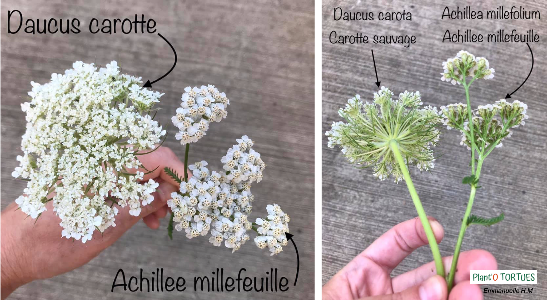 Achillee millefeuille 5