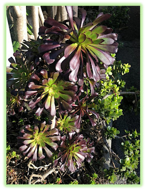 Aeonium 2