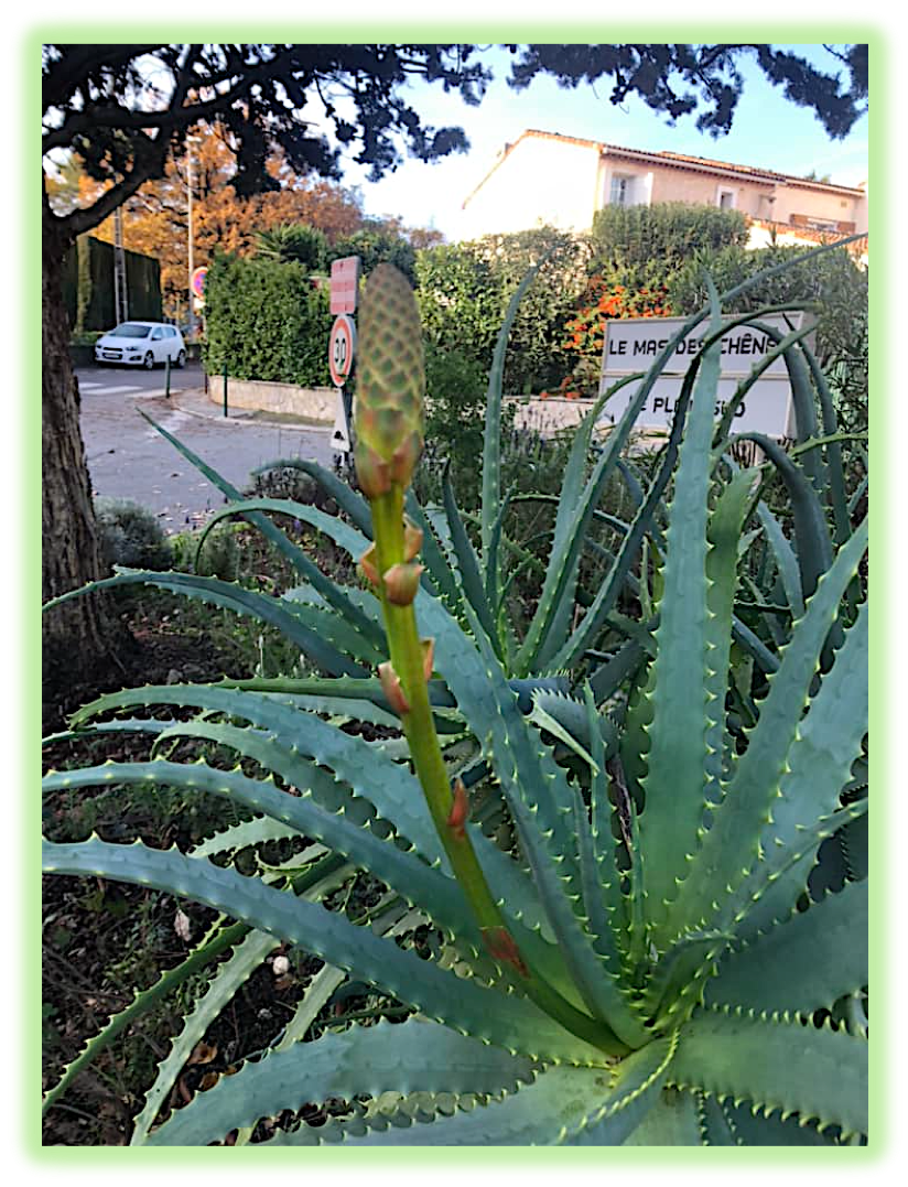 Aloe arborescent 4