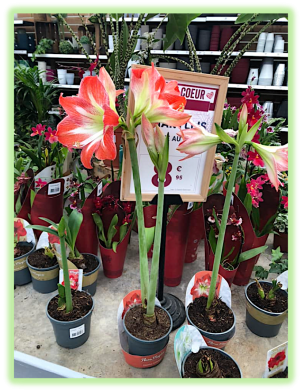 Amaryllis 2