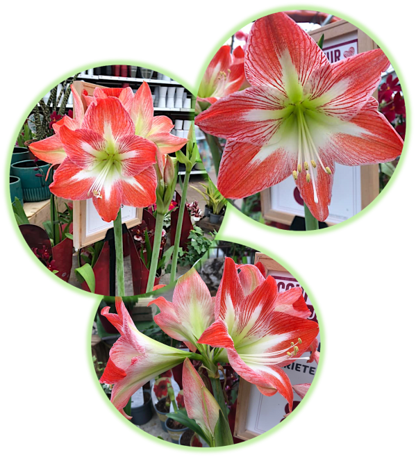 Amaryllis