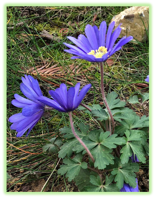 Anemone de grece 2