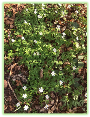 Anemone des bois 2