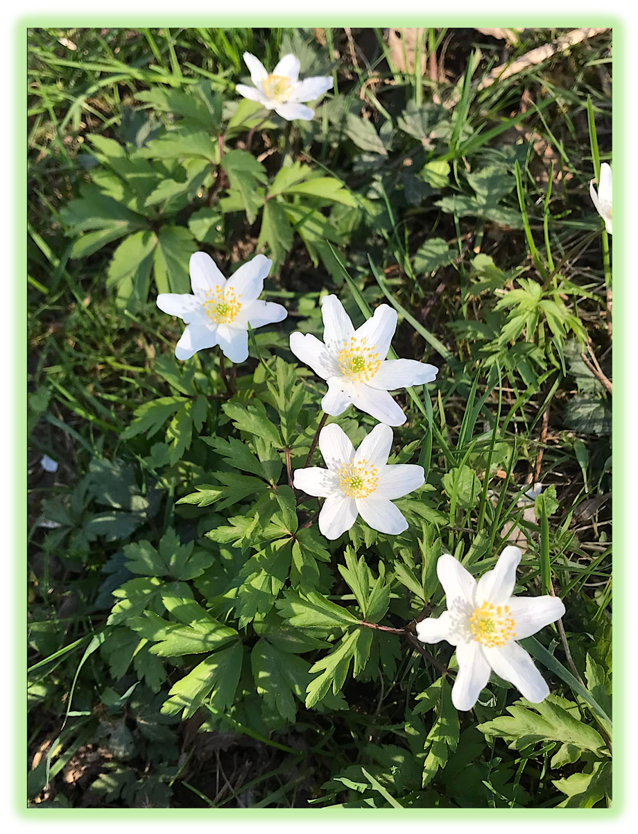 Anemone des bois 3