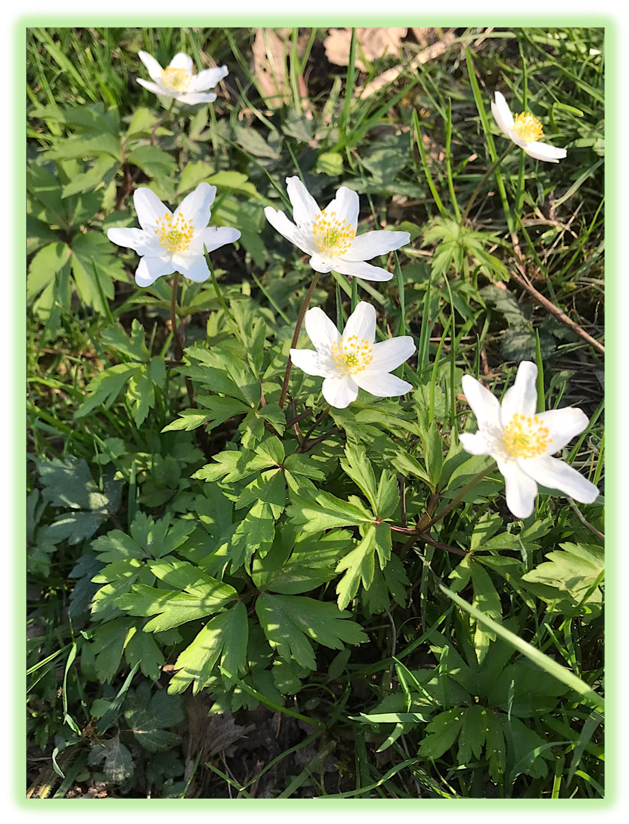 Anemone des bois 4