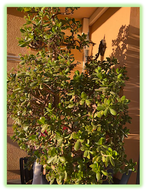 Arbre de jade 2