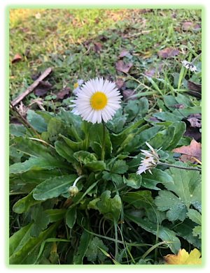 Aster fausse paquerette 2