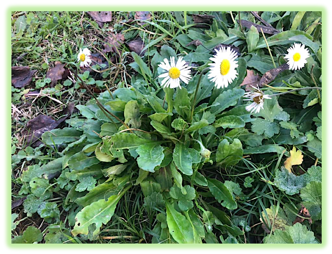 Aster fausse paquerette 3