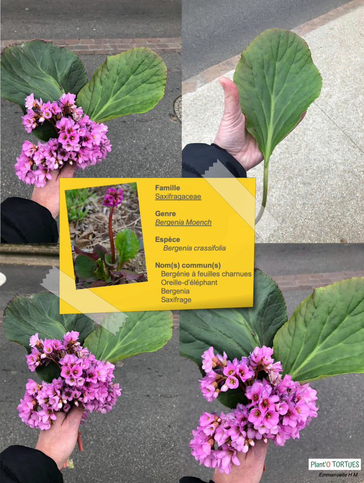 Bergenia