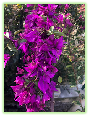 Bougainvillier 2