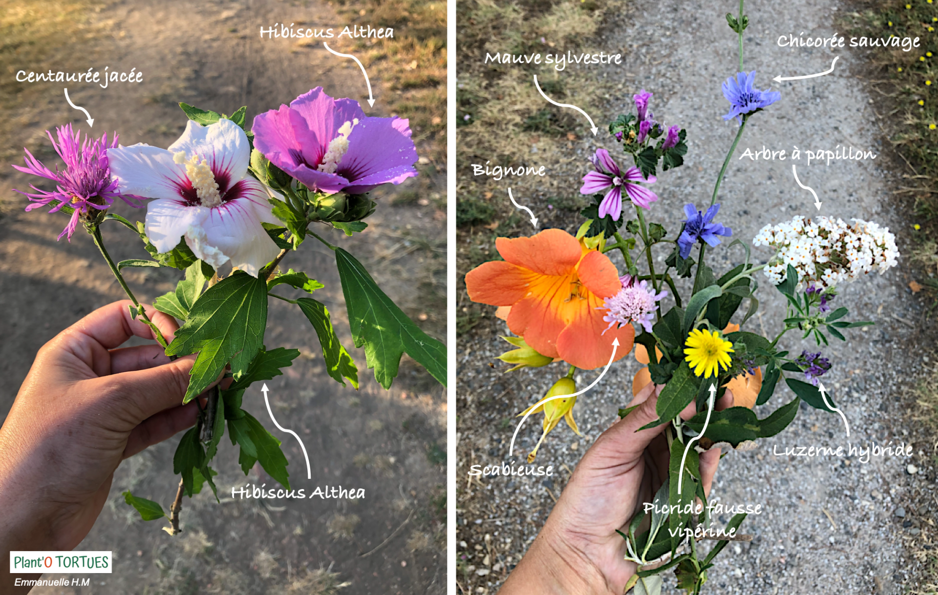 Bouquet fleurs secheresses