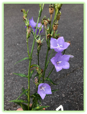 Campanule feuille de pecher 2