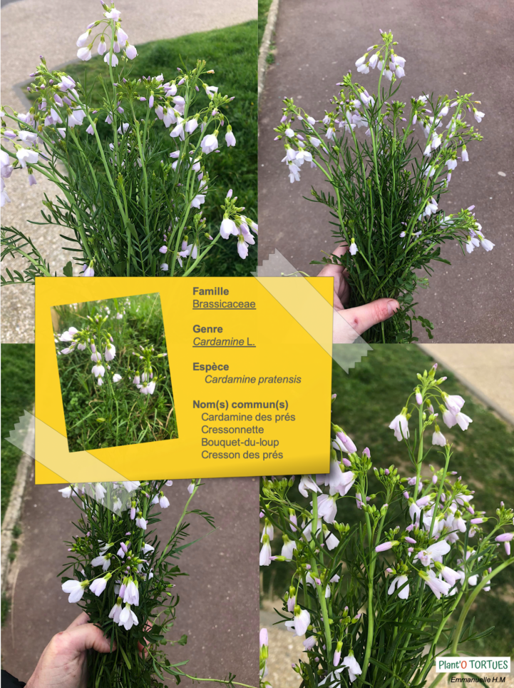 Cardamine des pres 1