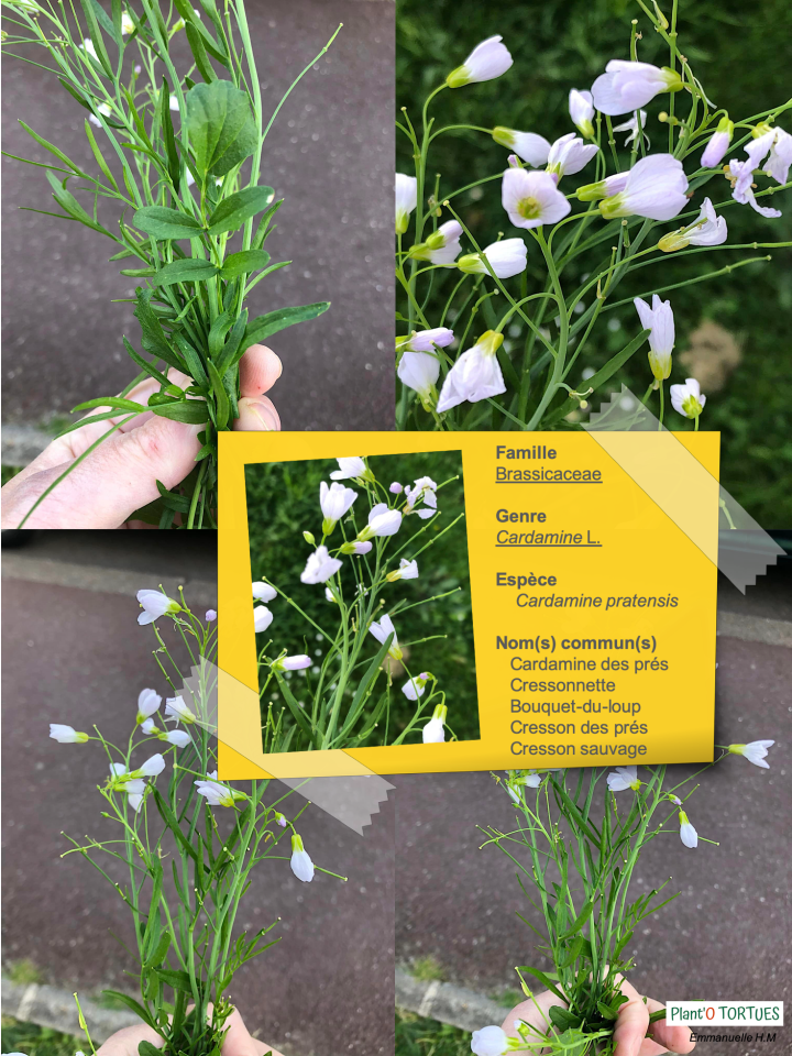 Cardamine des pres 2