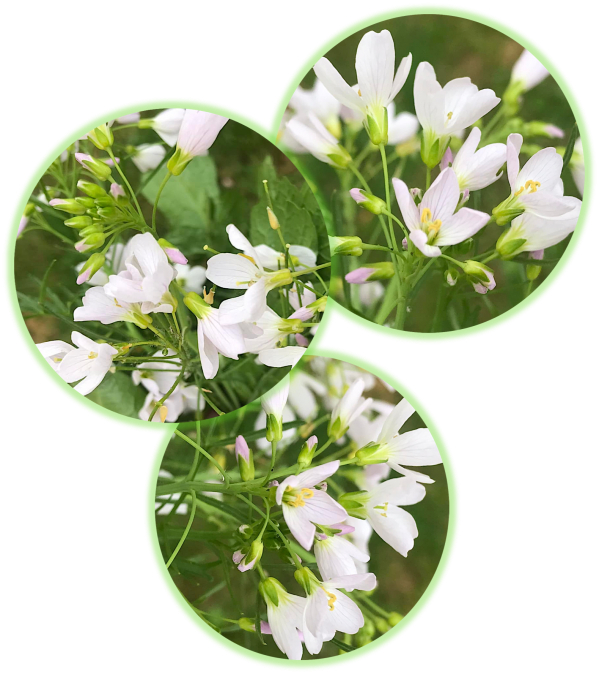 Cardamine des pres