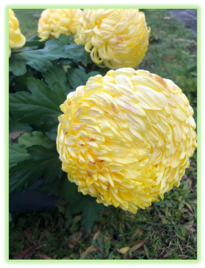 Chrysantheme 2