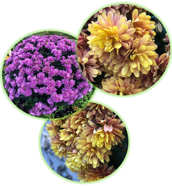 Chrysantheme des fleuristes