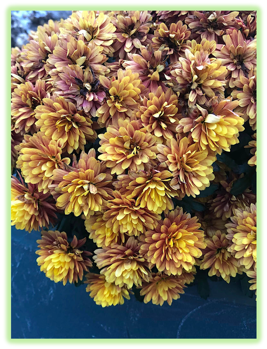 Chrysantheme des fleuristes 3