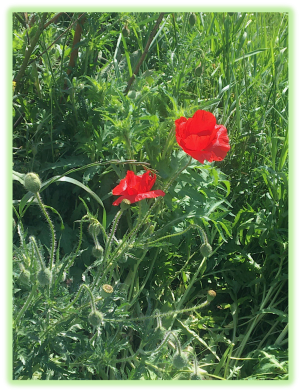 Coquelicot 2