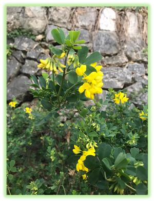 Coronille de valence 2