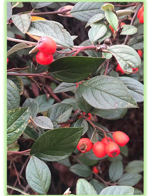 Cotoneaster 2