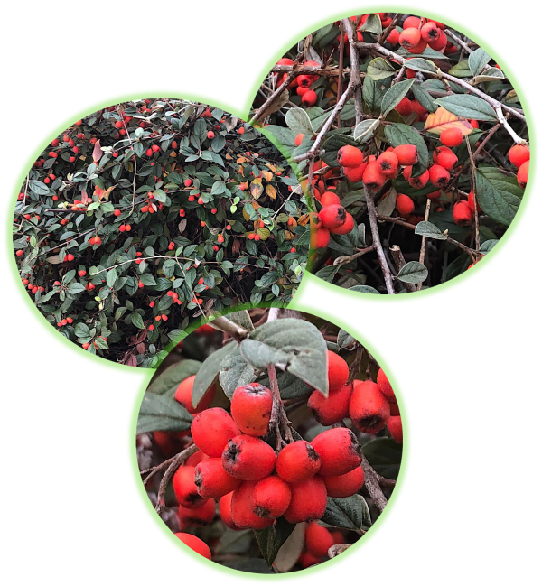 Cotoneaster