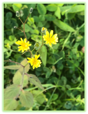 Crepide a petites fleurs 2