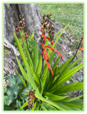 Crocosmia 2