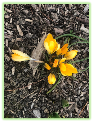 Crocus a fleurs jaunes 2