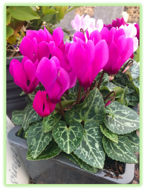 Cyclamen 2