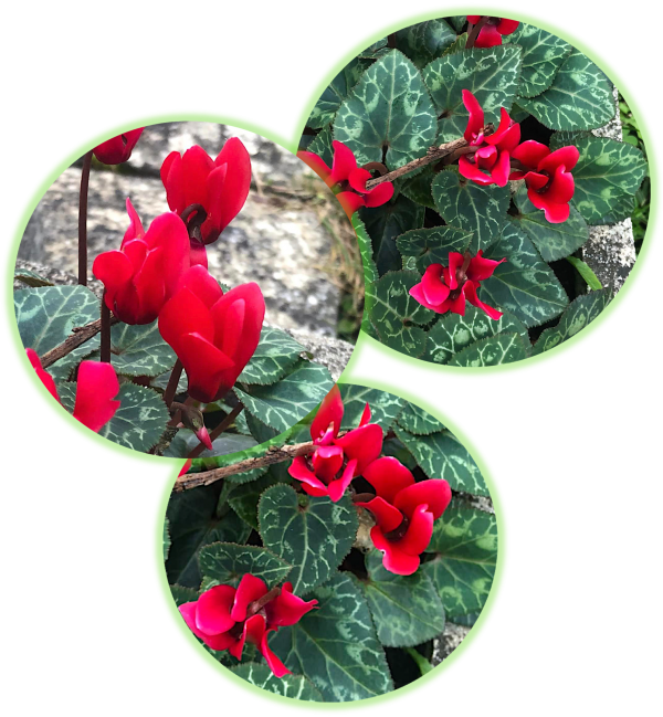 Cyclamen